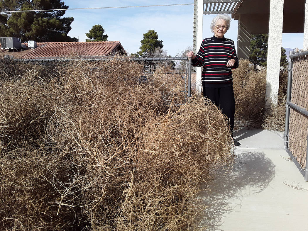 Selwyn Harris/Pahrump Valley Times Robison said burning the tumbleweeds was not an option due t ...