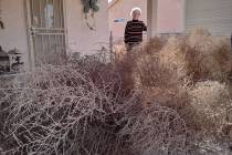 Selwyn Harris/Pahrump Valley Times Tumbleweeds were stacked as high as four feet at Betty Robis ...