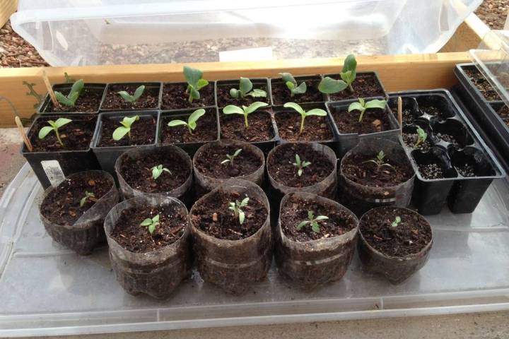 Terri Meehan/Special to the Pahrump Valley Times A plastic storage bin placed directly on the ...