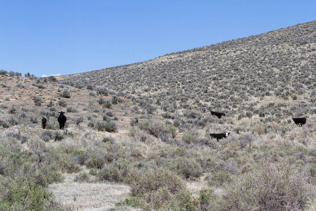 Getty Images Livestock grazing is a major contributor to the American economy, which BLM offici ...