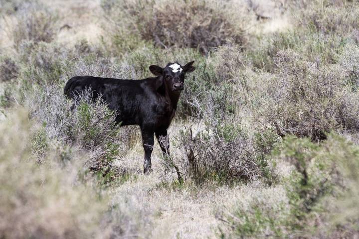 Getty Images An up-close view of free range cattle in northern Nevada rangeland.