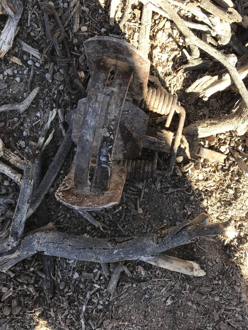 Vern Hee/Special to the Pahrump Valley Times This trap was set, intended for coyotes but inste ...