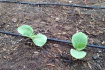 Terri Meehan/Special to the Pahrump Valley Times Seedlings can be transplanted once they have t ...