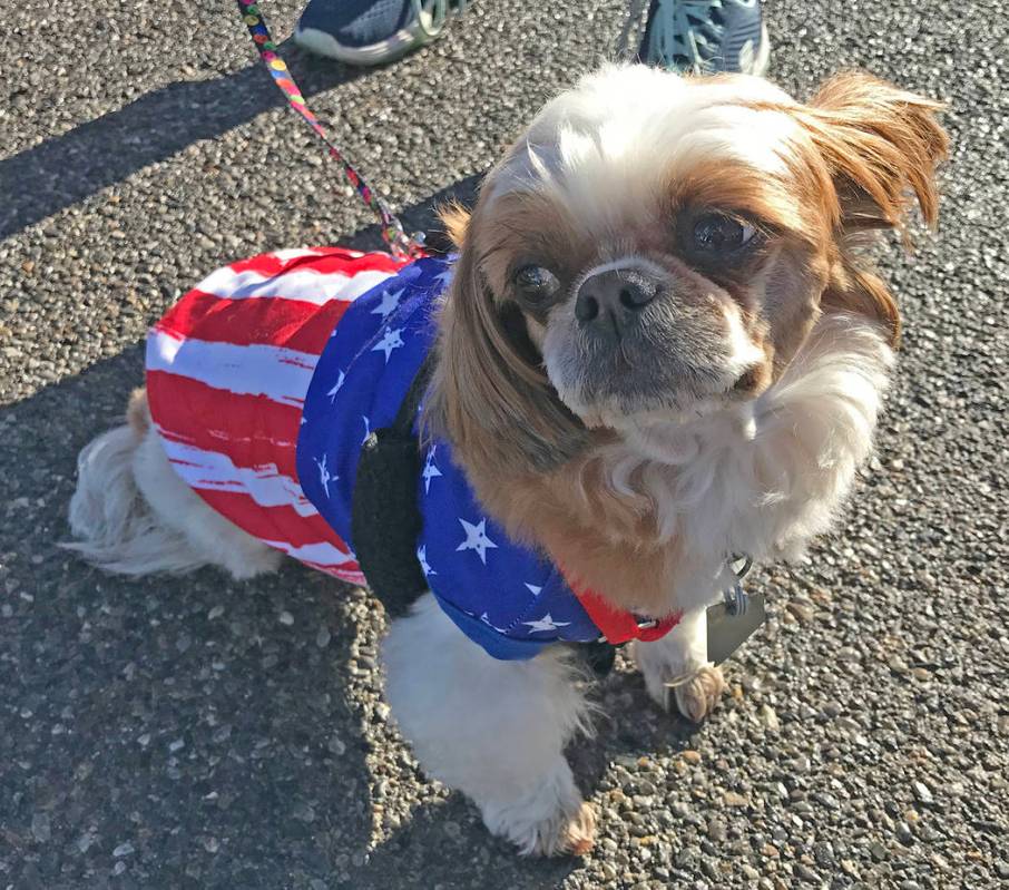Robin Hebrock/Pahrump Valley Times This photo shows a local pooch all dressed up for the Keep A ...