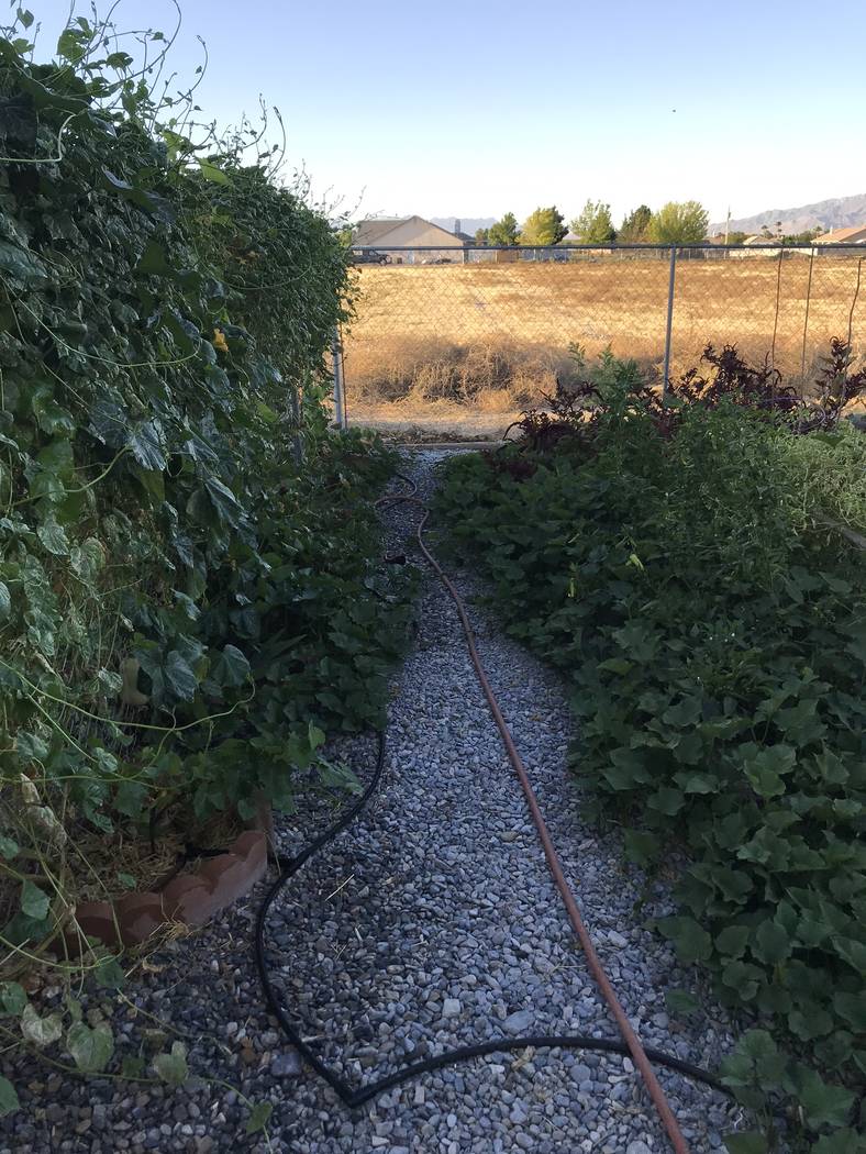 In Season Grow more in less space with vertical gardening Pahrump Valley Times