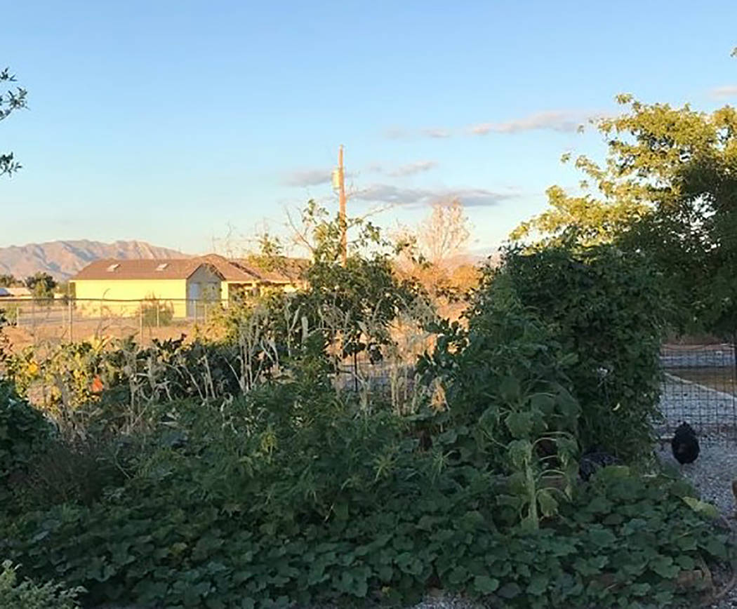 Terri Meehan/Special to the Pahrump Valley Times Three Sisters gardening is an ancient form of ...