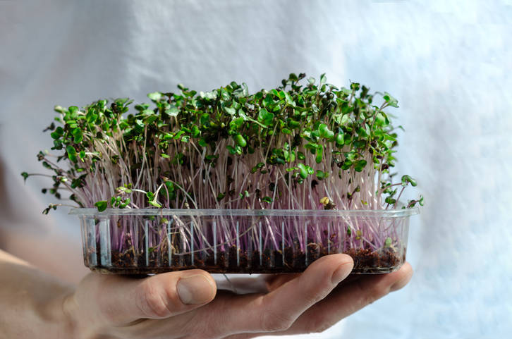 Getty Images Microgreens are trendy right now in the world of market farming. One of the reaso ...
