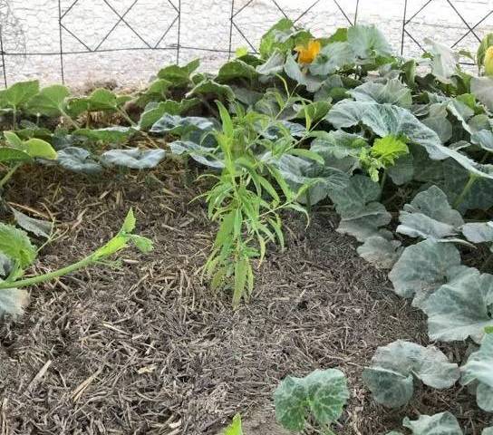 Terri Meehan/Special to the Pahrump Valley Times Most stone fruit such as peaches and apricots ...