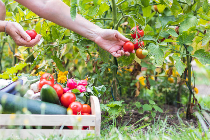 Getty Images "To me there is nothing like a tomato in season," writes Terri Meehan, freelance c ...