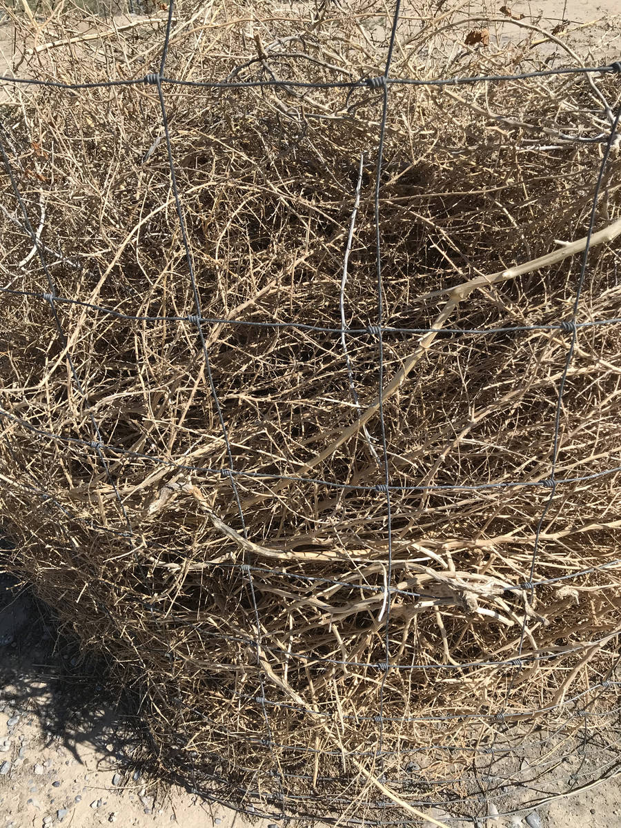 Robin Hebrock/Pahrump Valley Times Ever-growing piles of weeds and yard debris must wait for di ...