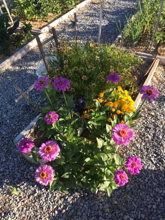 Terri Meehan/Special to the Pahrump Valley Times Zinnias may just be the easiest flower to grow ...