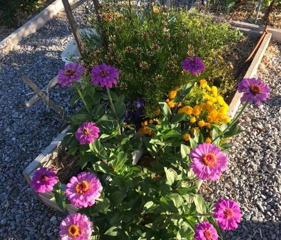 Terri Meehan/Special to the Pahrump Valley Times Zinnias may just be the easiest flower to grow ...