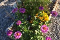 Terri Meehan/Special to the Pahrump Valley Times Zinnias may just be the easiest flower to grow ...