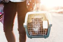Getty Images The first confirmed cases of the virus that causes COVID-19 in household pets was ...