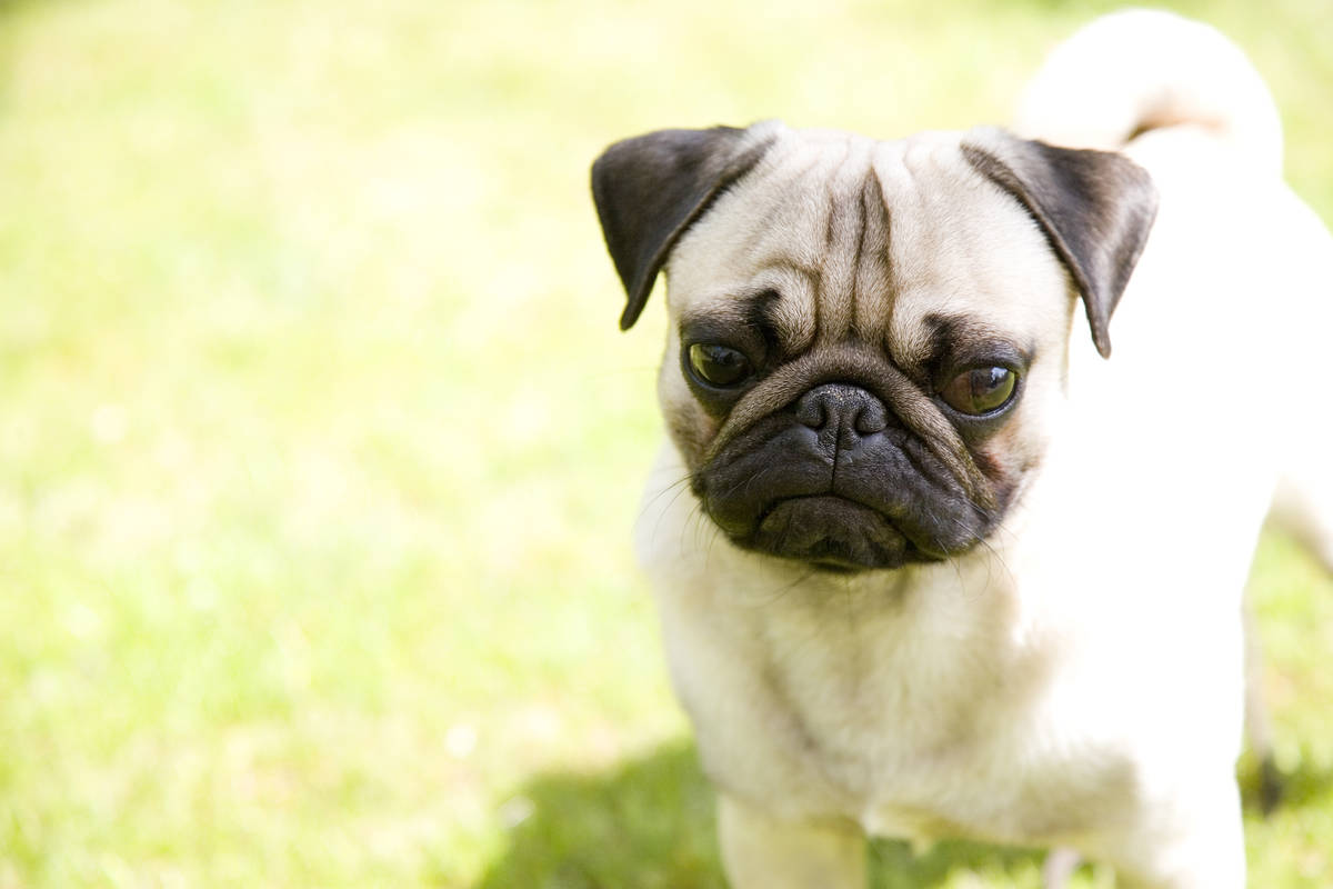 Getty Images A pet pug in North Carolina is first dog to test positive for COVID-19. Dog in pho ...