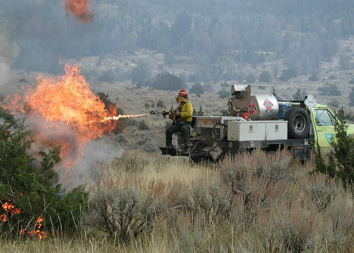 Special to the Pahrump Valley Times A Bureau of Land Management firefighter ignites juniper and ...