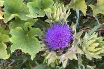 Terri Meehan/Special to the Pahrump Valley Times Artichokes are edible flower buds are not onl ...