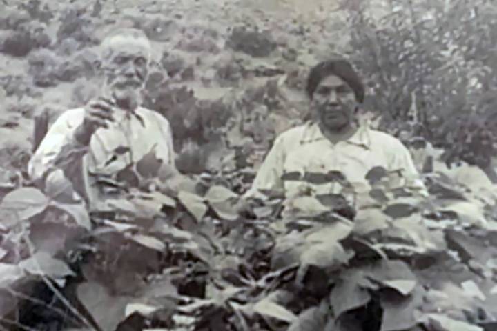 Special to the Pahrump Valley Times Cesar and Mary Rose Strozzi in the pea patch at Strozzi Ranch.