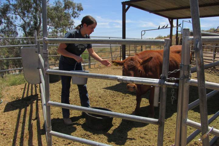 Special to the Pahrump Valley Times A 4-H participant takes care of her animals on Day 1 of the ...