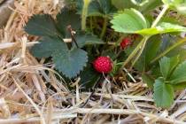 Terri Meehan/Special to the Pahrump Valley Times Strawberries in our climate may not grow as l ...