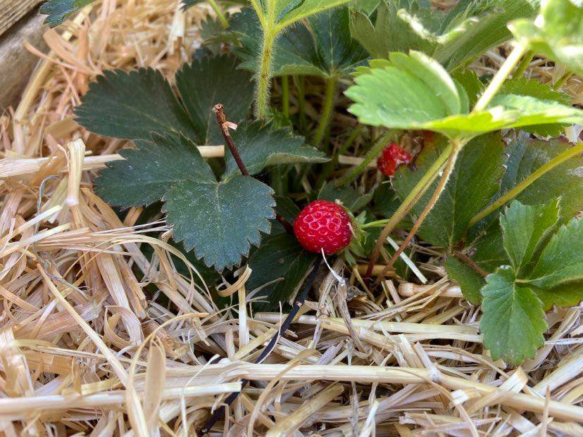 Terri Meehan/Special to the Pahrump Valley Times Strawberries in our climate may not grow as l ...