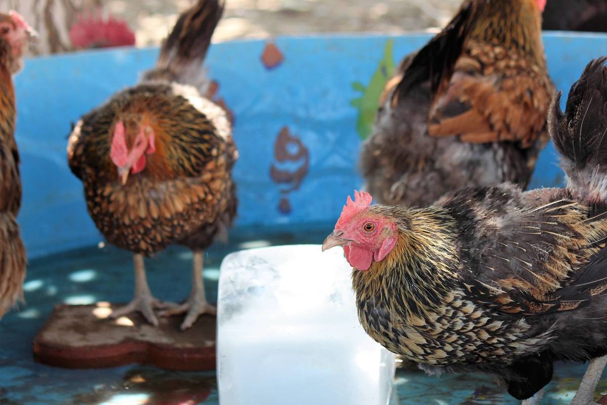 Terri Meehan/Special to the Pahrump Valley Times A baby pool, pavestones, and a brick of ice c ...