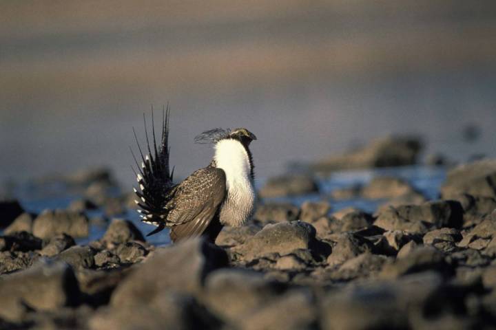 Courtesy/U.S. Fish and Wildlife Service Under Nevada’s sagebrush ecosystem conservation progr ...