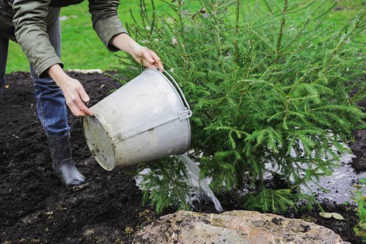 Getty Images Use weed tea by pouring the diluted mixture directly on the soil at the base of t ...