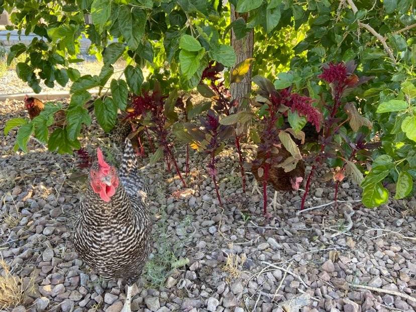 Terri Meehan/Special to the Pahrump Valley Times Amaranth is an excellent forage crop for chic ...