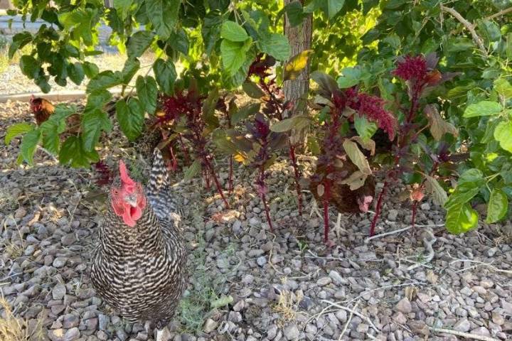 Terri Meehan/Special to the Pahrump Valley Times Amaranth is an excellent forage crop for chic ...