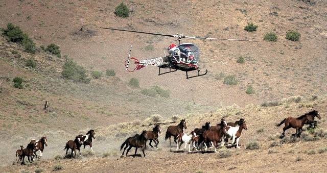 Special to the Pahrump Valley Times The use of helicopters in rounding up wild horses and burro ...