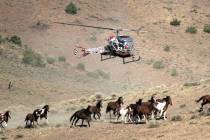 Special to the Pahrump Valley Times The use of helicopters in rounding up wild horses and burro ...