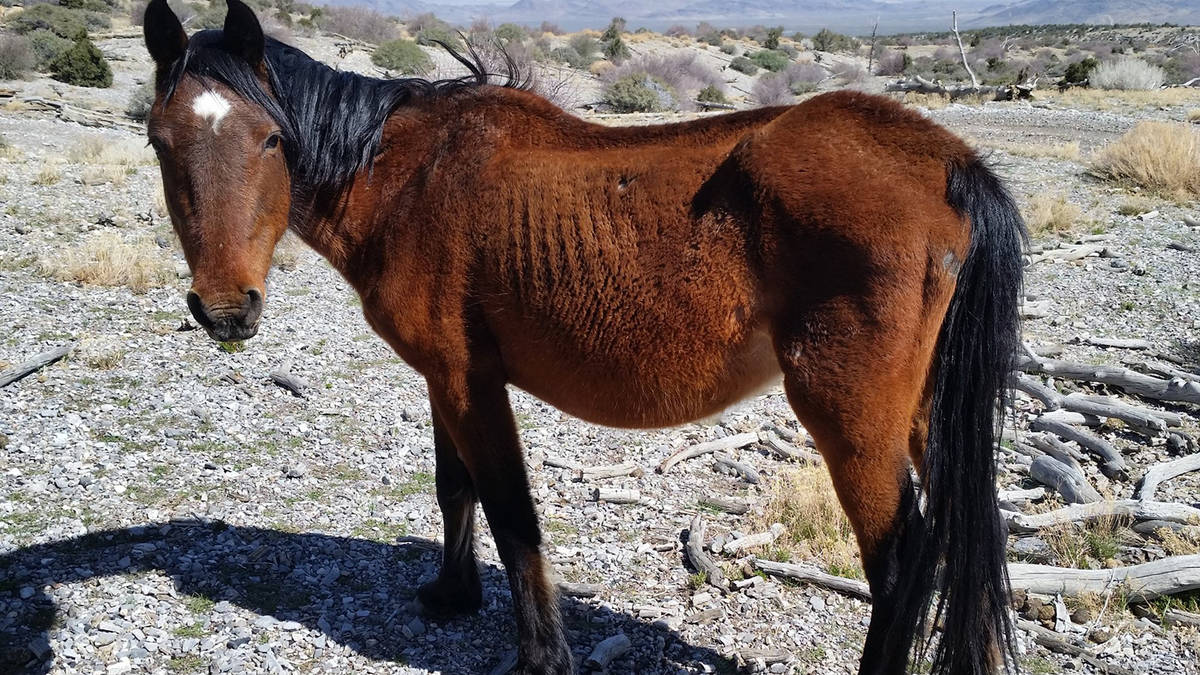 U.S. Forest Service Wild horses and burros are an icon of the west but their populations are gr ...