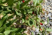 Terri Meehan/Special to the Pahrump Valley Times Goji berries are an edible perennial that thr ...