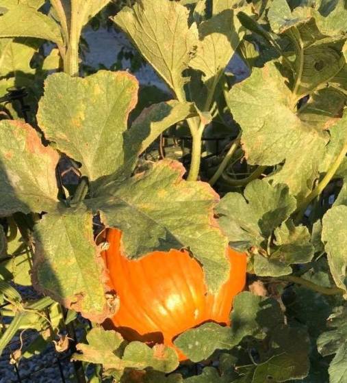 IN SEASON: Plant now for an October Pumpkin Primetime | Pahrump Valley ...