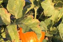 Terri Meehan/Special to the Pahrump Valley Times Pumpkins and other squash can be grown vertic ...