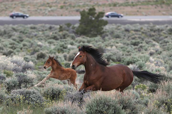 Las Vegas Review-Journal-file Last year the BLM spent nearly $50 million to care for unadopted ...