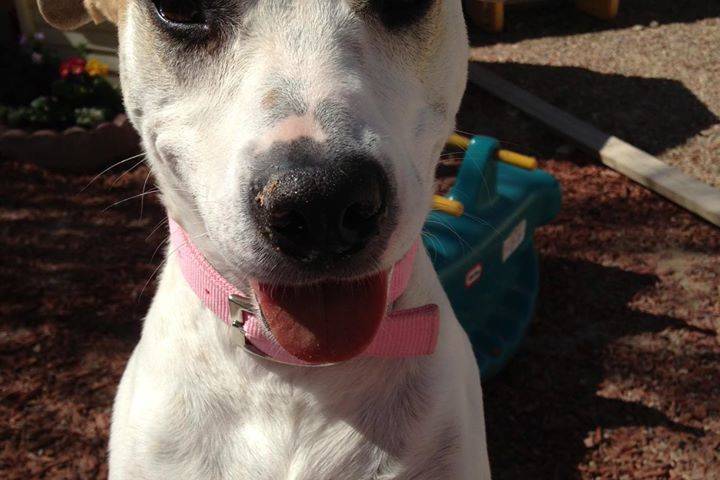 Terri Meehan/Special to the Pahrump Valley Times Dogs love to dig, as evidenced by the nose of ...