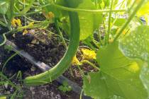 Getty Images Armenian cucumbers can be hard to see in the garden. Growing them on a trellis can ...