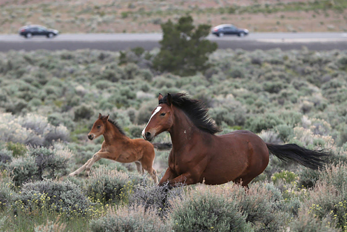 Las Vegas Review-Journal-file The BLM plans to gather approximately 125 wild horses from within ...