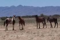 Selwyn Harris/Pahrump Valley Times Small herds of wild horses and donkeys routinely roam the ar ...