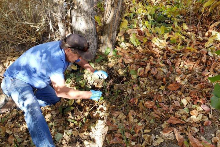 Special to the Pahrump Valley Times Nye County Geoscientist John Klenke is shown collecting a w ...