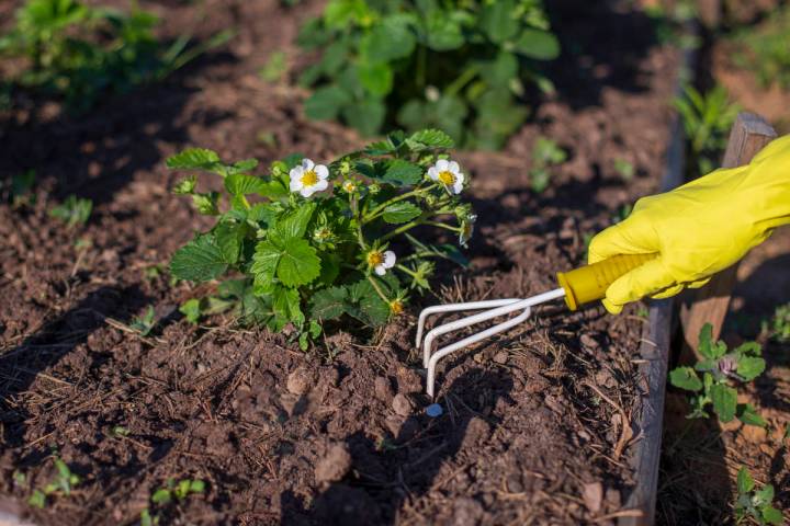 Getty Images Fall is a great time to plant strawberries. They will have a chance to get establi ...