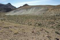Nevada Department of Conservation and Natural Resources The Nevada Division of Forestry will be ...