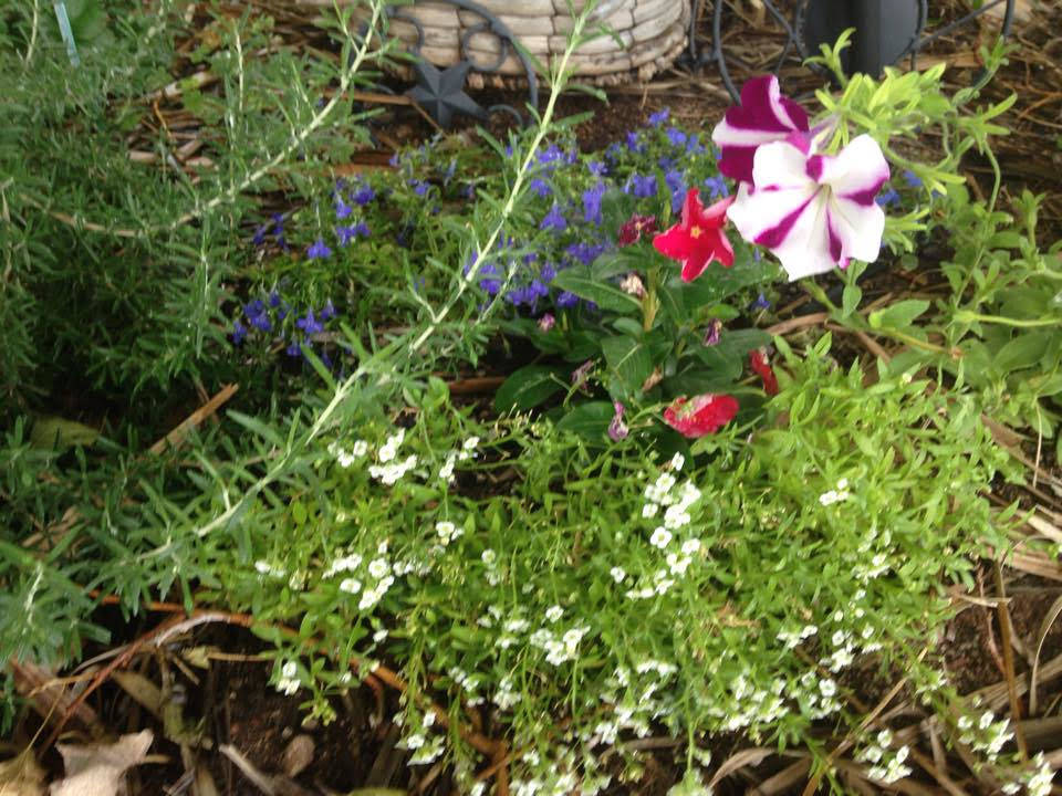 Terri Meehan/Special to the Pahrump Valley Times Red and “Candy Cane” striped petunias ser ...