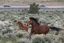 Las Vegas Review-Journal-file Organization that advocates for wild horses positive on the withd ...