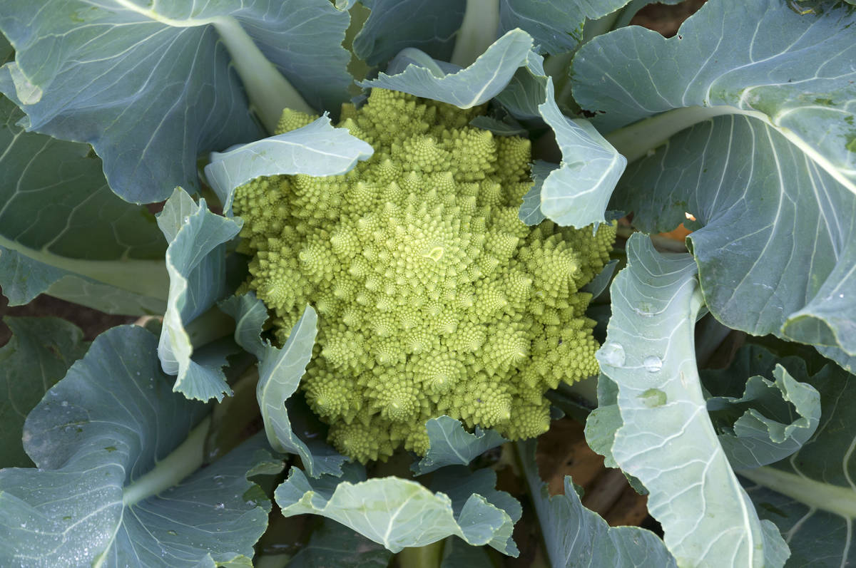 Getty Images Romanesco broccoli is an interesting variety to grow. Its flavor and texture are ...