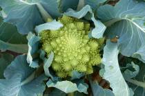 Getty Images Romanesco broccoli is an interesting variety to grow. Its flavor and texture are ...