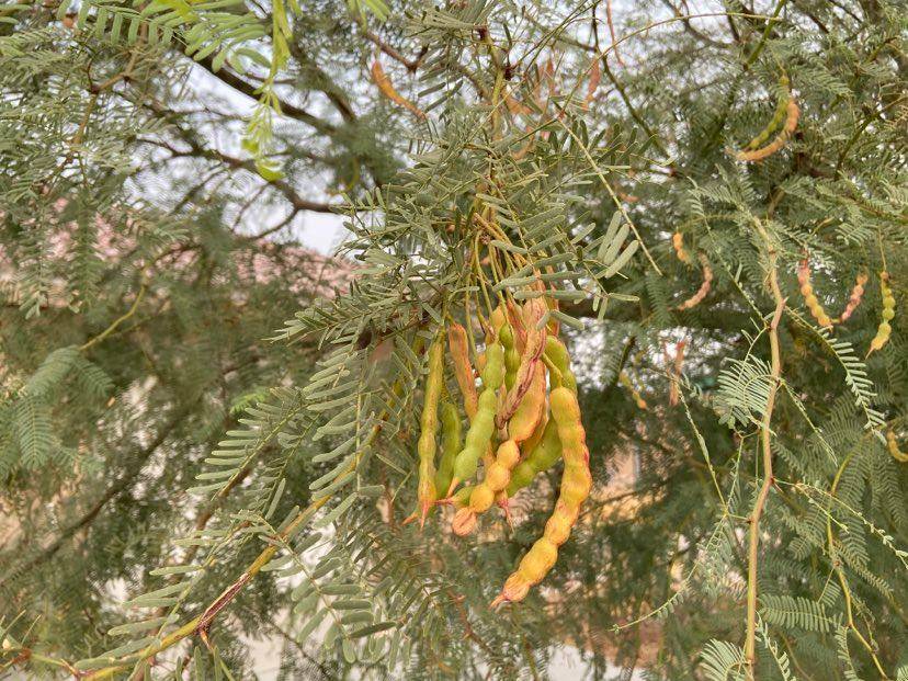Terri Meehan/Special to the Pahrump Valley Times Velvet Mesquite pods slowly change from hues ...