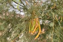 Terri Meehan/Special to the Pahrump Valley Times Velvet Mesquite pods slowly change from hues ...